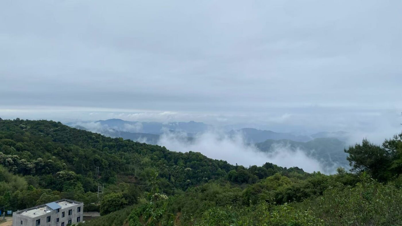 Bois de tonnerre Fenghuang Dancong